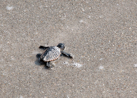 A hatchling loggerhead sea turtle takes to the beach.