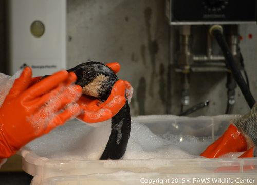 A Canada goose gets carefully washed after a vegetable oil spill in Seattle, Washington, coated its feathers. (Copyright: PAWS Wildlife Center) Closeup of an oiled Canada goose in a wash tub while gloved hands wash it.