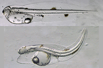 Normal yellowfin tuna larva (top) and abnormal larva exposed to oil.