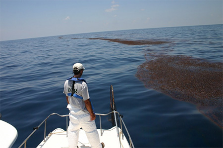 A convergence line of pelagic Sargassum and oil in the water during the Deepwater Horizon oil spill (Image credit: Georgia Department of Natural Resources).