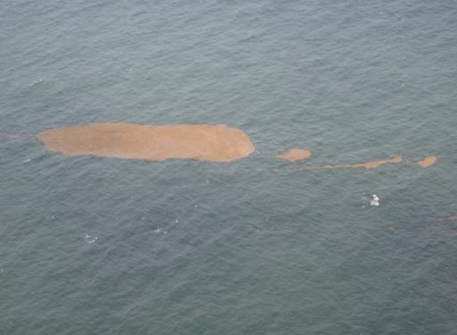 Example overflight photo of unoiled Sargassum as a false positive for floating emulsified oil. Image credit: NOAA/David Wesley.