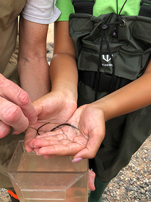 A pipefish collected during the 12th Annual Great Hudson River Estuary Fish Count (Image Credit: NOAA).