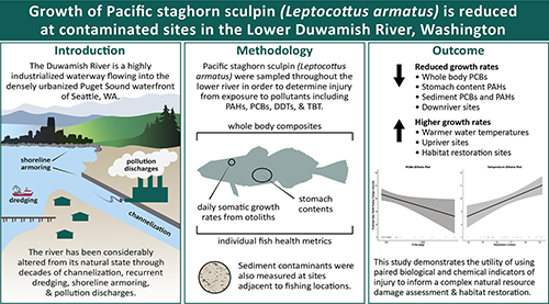 Figure detailing the study on the growth of Pacific staghorn sculpin at contaminated sites in the Lower Duwamish River, Washington.