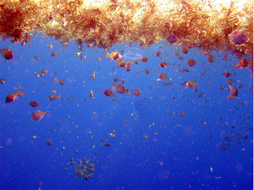 Small fishes, such as filefishes and triggerfishes, reside in and among the brown Sargassum. Image credit: NOAA.