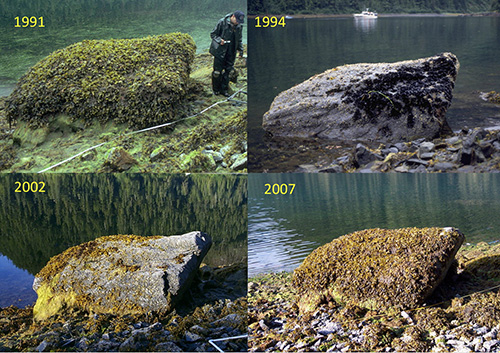 Collage of Mearns Rock photos, each showing different stages of biological cover. Image credit: NOAA.