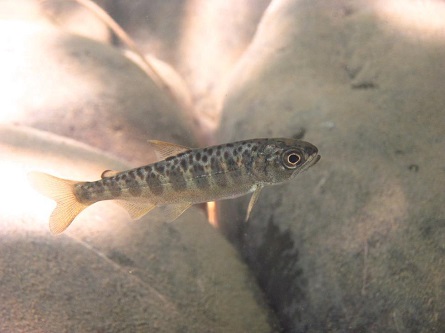 Juvenile Chinook salmon. Salmon habitat will be restored as part of the proposed settlement. Credit: U.S. Fish and Wildlife Service