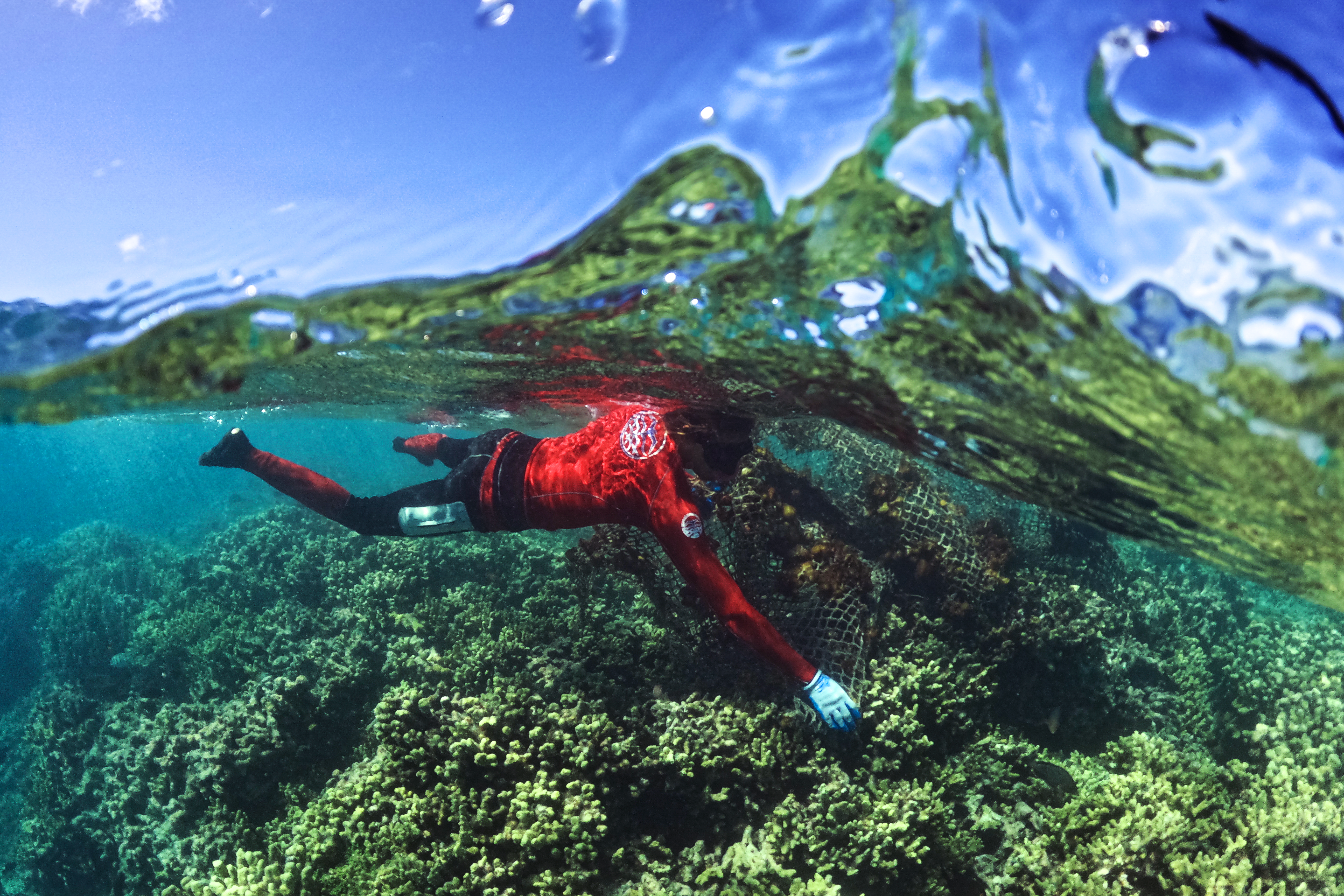 Above and under the water shot of snorkeler removing derelict fishing net from coral reef.