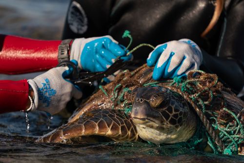 Person helps release sea turtle from a derelict fishing net