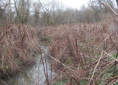 Brown reeds along creek bank.