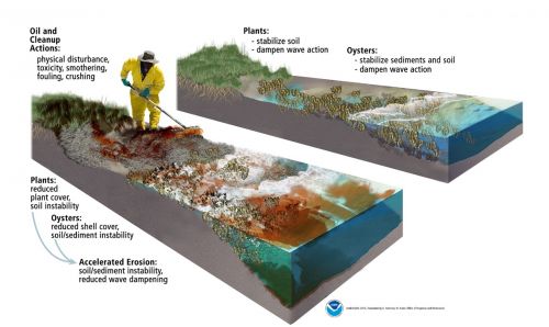 Graphic with person raking on drawing of salt marsh layers.