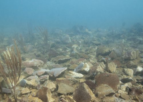 Broken coral on ocean floor.