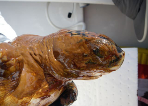 A Kemp's Ridley sea turtle covered in oil from the Deepwater Horizon oil spill i