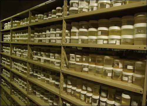 Shelves of samples in jars.