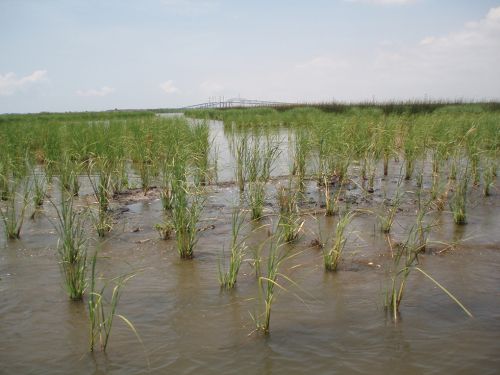 Tall grass growing in muddy marsh.