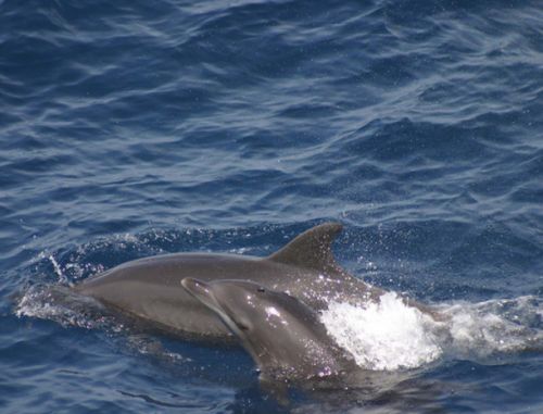 A bottlenose dolphin calf in the Gulf of Mexico. Image credit: NOAA
