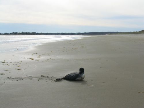 Bird covered in oil on sandy beach.
