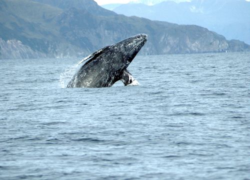 Grey whale breaching. Image credit: NOAA
