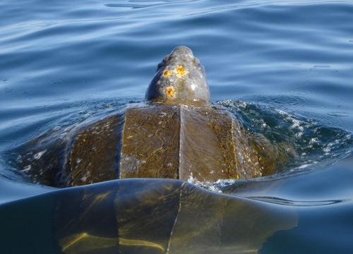 Leatherback sea turtle swimming. Image credit: NOAA.