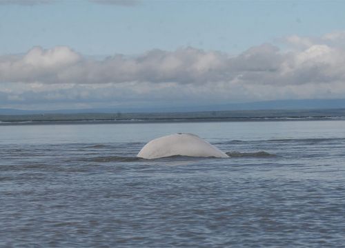 Beluga whale dorsal in ocean.