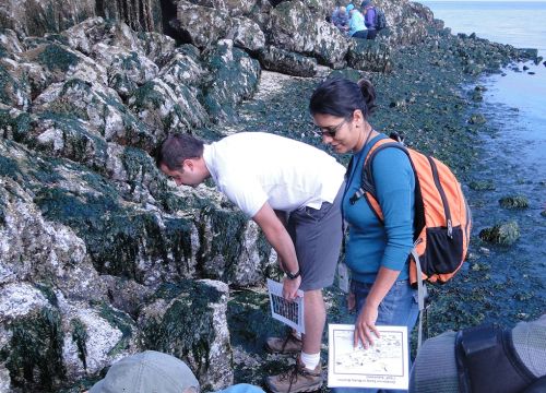 Two people closely examining rocks and seaweed on a shoreline. Image credit: NOA