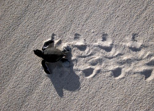 Small turtle on sand with turtle tracks.