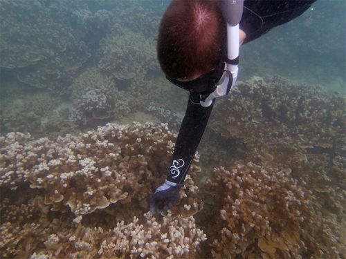 Scuba diver reaching towards coral.