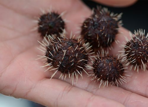 Tiny spikey sea urchins in palm of a hand.