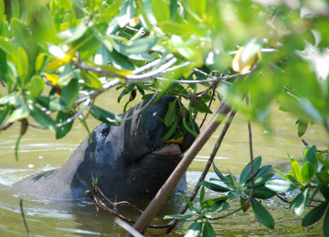 Manatee sampling red mangrove leaves. 