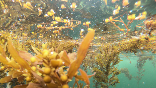 Sargassum floats at the ocean surface.