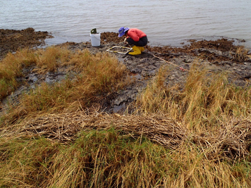 Female biologist crouches over a quadrant at the water's edge in a marsh.