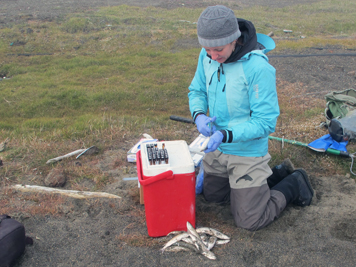 Woman scientist collects fluid from a fish next to cooler with vials.