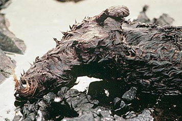 Photo: Dead oiled sea otter after the Exxon Valdez oil spill.