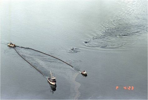 Killer whales swimming in Prince William Sound alongside skimmers.