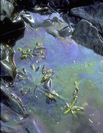 Photo: Aquatic plants covered in oil sheen.
