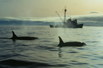 Two killer whales (Orcinus orca) in foreground; fishing vessel in background.