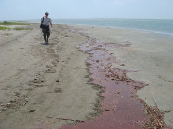 Response worker walks shoreline to assess oiling.