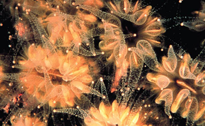 Close-up photo of orange coral polyps.