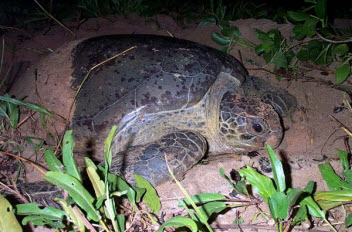 Green turtle in nest.