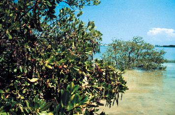 Mangroves along the shoreline.