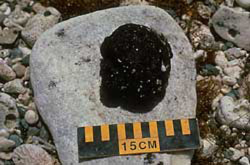 A black tarball on a boulder.