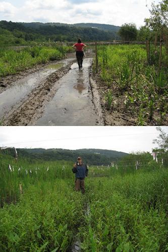 Photo: A before and after picture of a wetland restoration project.