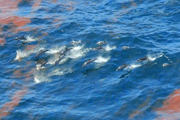Photo: Dolphins swim thru patches of oil.