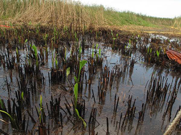 Burnt marsh plants with new growth.