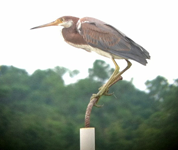 The number of birds observed at Slough's Gut Marsh has doubled since 2008. Here, a heron perches at the site.