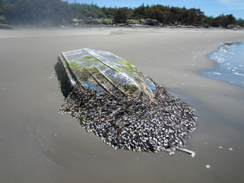 Small boat on beach covered in barnacles.