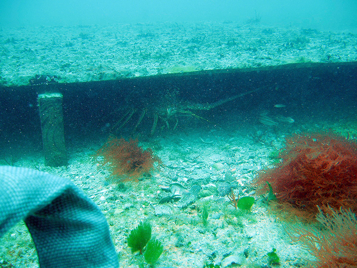 A spiny lobster in a casita on the seafloor.