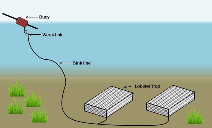 The basic configuration of lobster trap deployment.