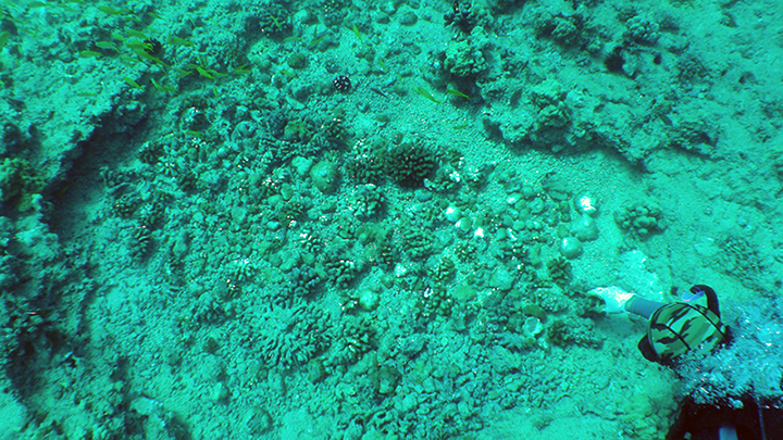 Loose corals are relocated in a safe area outside the rubble removal site, where the ship and response activities impacted the reef.