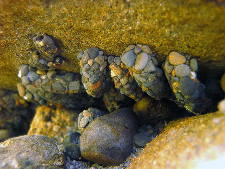 Caddisfly nymphs encased in tiny pebbles on a river bottom.