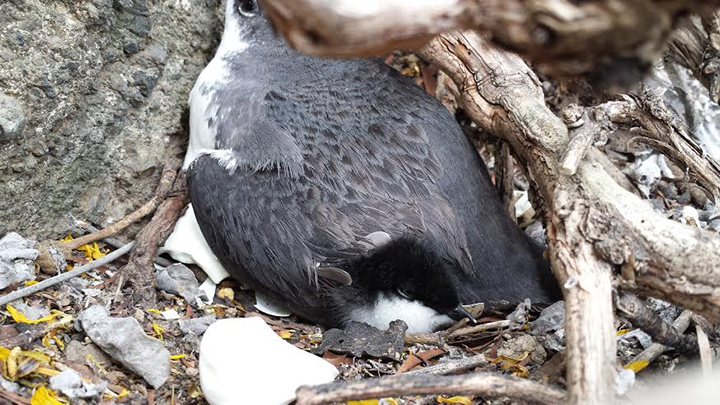 Adult murrelet with a chick.